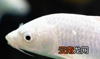 鱼仔怎么养 新下的小鱼仔怎么养