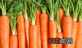冬天怎么储存萝卜不糠 冬天如何储存萝卜不糠