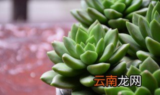 多肉姬胧月怎么养 多肉姬胧月怎么养爆盆
