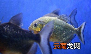 食人鱼怎么养，食人鱼怎么养才凶