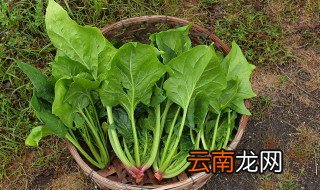 菠菜可以冷冻储藏吗 菠菜能不能冷冻储藏吗