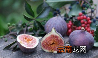 无花果怎么养殖方法 无花果怎么养