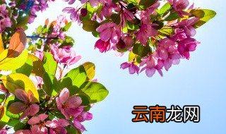 花应该怎么养 玫瑰花应该怎么养