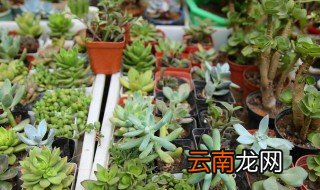 多肉广寒宫怎么养，多肉广寒宫怎么养得巨大