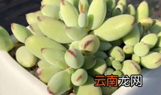 福娘多肉怎么养 乒乓福娘多肉怎么养