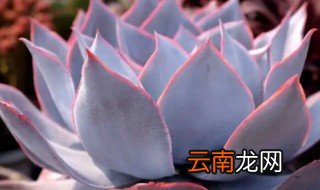 暗冰多肉怎么养护 暗冰多肉怎么养