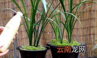 兰草花怎么养 怎么养兰花