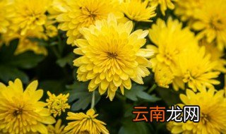 怎么养菊花 怎么养菊花才能养好