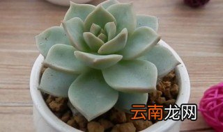 多肉白牡丹怎么养 多肉白牡丹怎么养爆盆