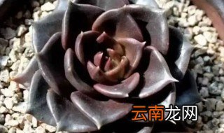 黑王子多肉怎么养，多肉植物黑王子怎么养