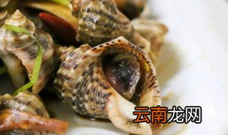 东北小海螺煮几分钟会熟透 东北小海螺煮几分钟会熟