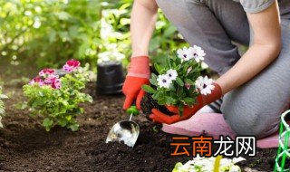 各种花草的养护方法 花草怎么养护