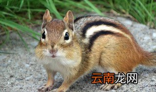 金花松鼠怎么养，金花松鼠怎么养视频
