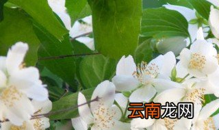 花卉养护 花卉怎么养