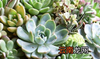 多肉绒针怎么养 多肉绒针怎么养爆盆