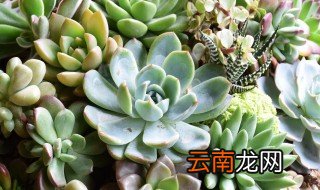 白凤多肉怎么养 白凤多肉怎么养才能爆头