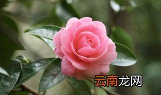 茶花树怎么养 茶花树怎么养护