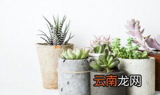 蓝豆多肉怎么养 蓝豆多肉好养活吗