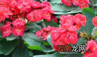 玉麒麟的养殖方法和注意事项 花麒麟怎么养