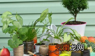 盆栽花怎么养活 盆栽花怎么养
