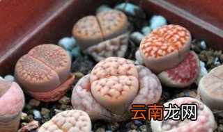 生石花怎么养大 石生花怎么养
