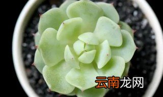 静夜多肉植物怎么养 多肉静夜怎么养