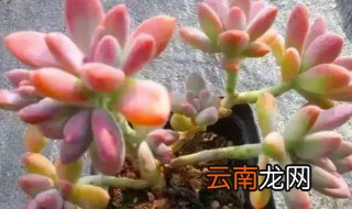 多肉秋丽怎么养，多肉秋丽怎么养护