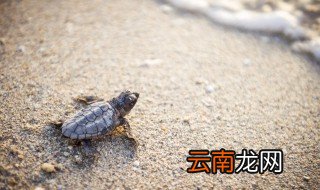 怎么养鳄龟苗 怎么养鳄龟