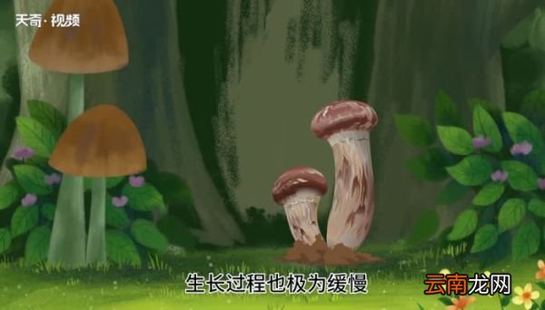 赤松茸要焯水吗 赤松茸需要焯水吗