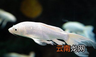 缺氧怎么养鱼，鱼怎么养不缺氧