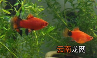月光鱼怎么养 月光鱼怎么养注意哪些