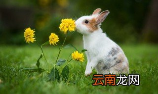 垂耳兔幼兔怎么养 幼兔怎么养