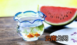 钓的鱼怎么养 钓的鱼怎么养在家里