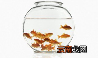 冬天观赏鱼怎么养 冬天鱼怎么养