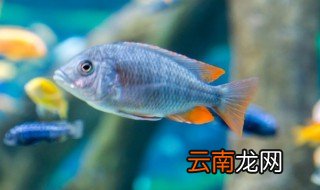 怎么养海鱼 内陆地区怎么养海鱼