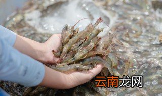 小鳌虾怎么养殖 虾怎么养殖