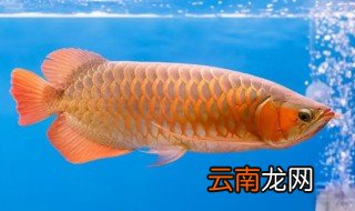 怎么养金龙鱼，怎么养金龙鱼鱼身会宽