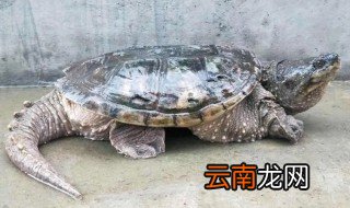 鳄鱼龟幼龟怎么养 小鳄鱼龟怎么养