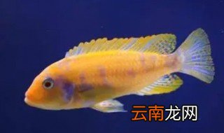王子鱼怎么繁殖 王子鱼怎么养