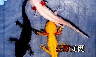 六角鱼怎么养，养六角龙鱼要注意什么