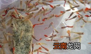 孔雀鱼小鱼怎么养长得快 孔雀鱼小鱼怎么养