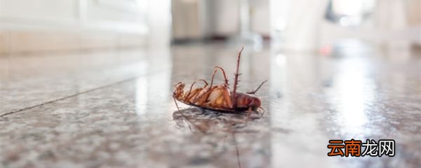 家里蟑螂怎么杀死 怎么消灭家里蟑螂
