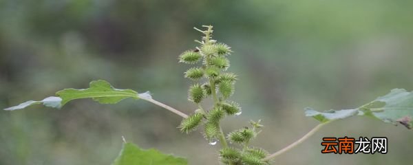 苍耳靠什么传播种子 苍耳靠什么传播种子呢