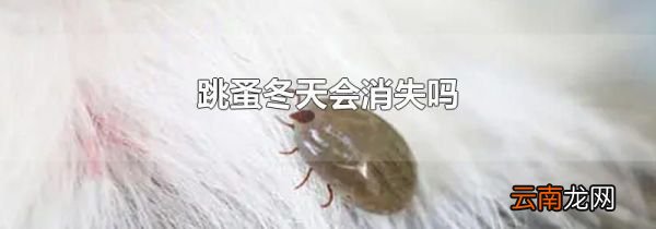 跳蚤冬天会消失吗