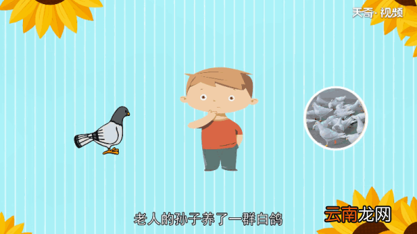 为什么鸽子代表和平 为何鸽子代表和平