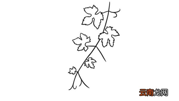 葡萄叶子简笔画 葡萄叶子的画法