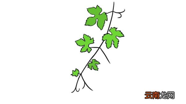 葡萄叶子简笔画 葡萄叶子的画法
