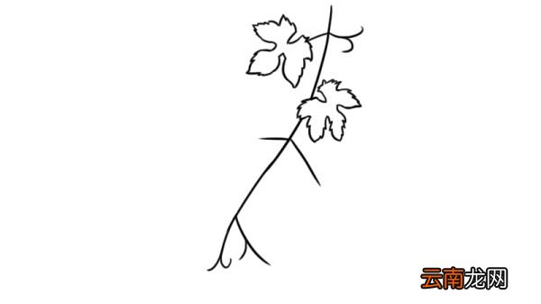 葡萄叶子简笔画 葡萄叶子的画法