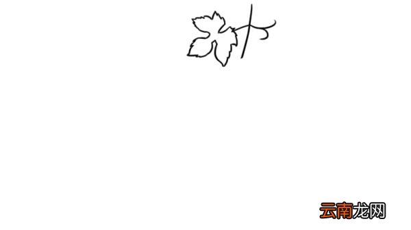 葡萄叶子简笔画 葡萄叶子的画法