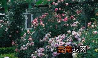冬季怎么养花草 冬季怎么养花